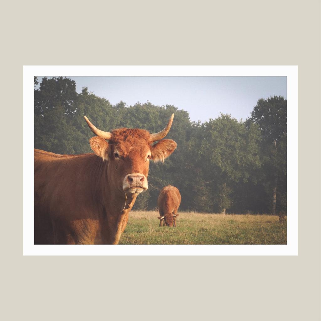 Untitled (Pasture 76)