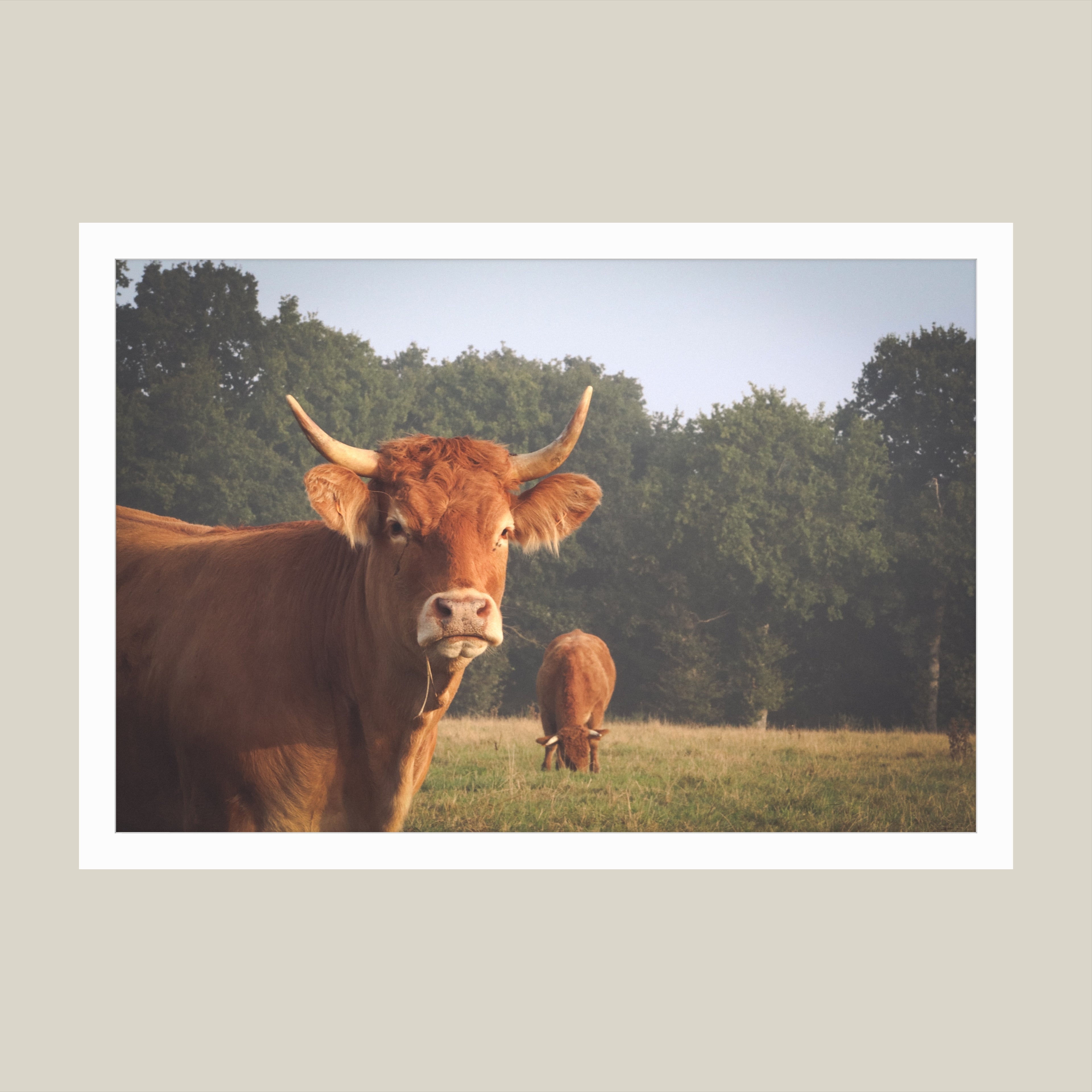 Untitled (Pasture 76)